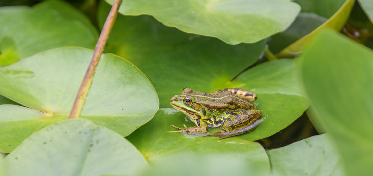 Teichfrosch auf Seerosenblatt