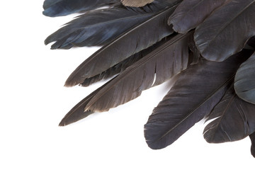 Fine Texture on Tips of Birds' Feathers