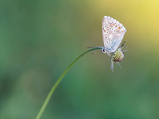 Lovely Summer Butterfly