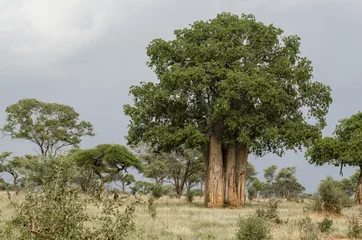 Tableaux ronds sur aluminium brossé Baobab Baobab , Parc du Tarangire, Tanzanie