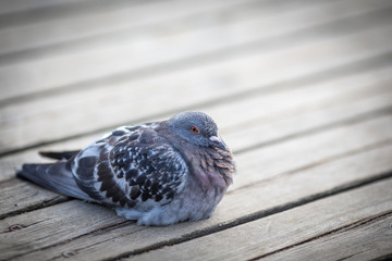 Close up of a pigeon sitting on a wooden board