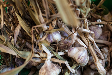 France. Ail sur l'étalage du marché de St Antonin Noble Val