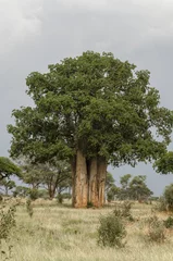 Photo sur Aluminium Baobab Baobab , Parc du Tarangire, Tanzanie