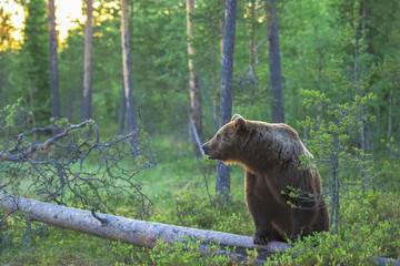 Brown bear in the forest on a summer evening
