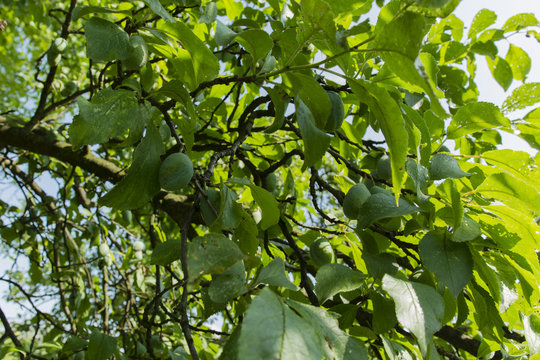 green fruit plums on the tree