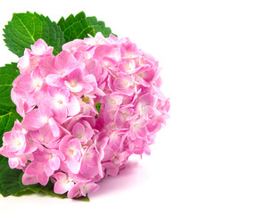 Obraz premium sweet hydrangea flowers on a white background