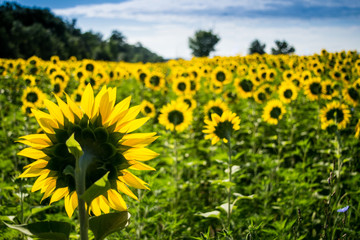 Fototapeta premium Sunflowers