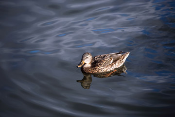 The duck swims on the waves