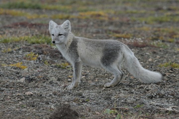 Молодой песец в осеннем наряде