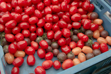 basket of tomatoes at the farmers market