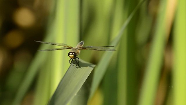 Vierfleck, Libellula quadrimaculata, einheimische Libelle
