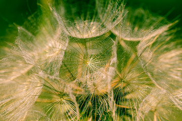 	
Abstract dandelion flower background, extreme closeup. Big dandelion on natural background. Art photography 