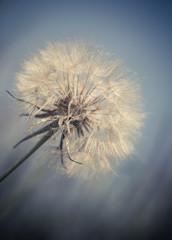 	
Abstract dandelion flower background, extreme closeup. Big dandelion on natural background. Art photography 