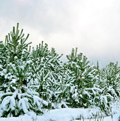 winter forest