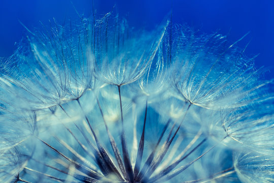 Fototapeta    Abstract dandelion flower background, extreme closeup. Big dandelion on natural background. Art photography 