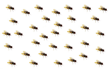 Flies scattered randomly on a white background