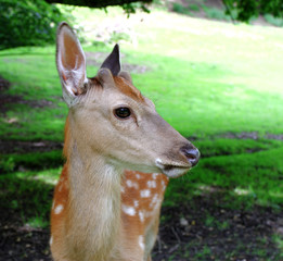 Jolie biche