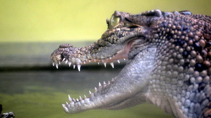 Crocosaurus Cove Darwin © choupi33