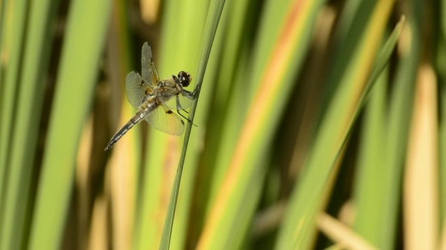 Vierfleck, Libellula quadrimaculata, einheimische Libelle
