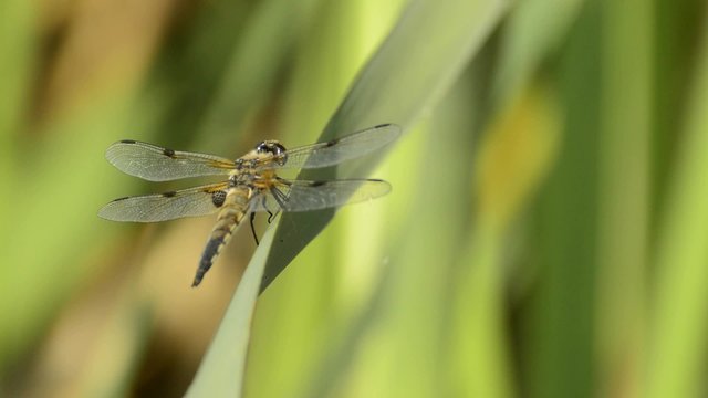 Vierfleck, Libellula quadrimaculata, einheimische Libelle
