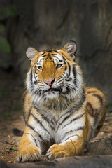 young sumatran tiger
