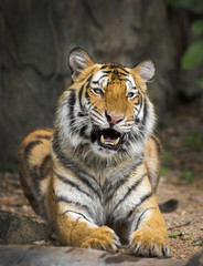 young sumatran tiger