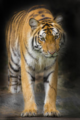 young sumatran tiger
