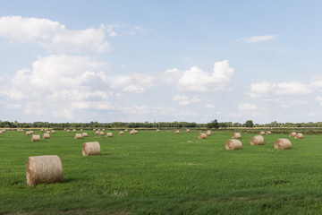 Hay bales on meadow