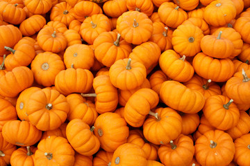Mini pumpkins - 87403371
