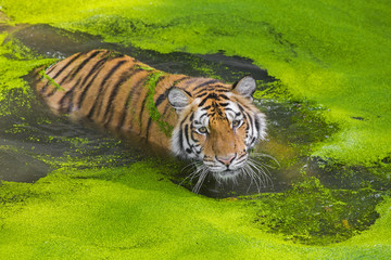 young sumatran tiger © titipong8176734