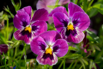 Pansy Violet Flowers on Flower Bed