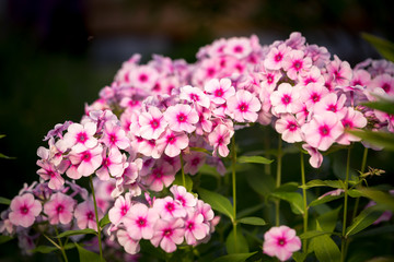 Obraz premium Pink Phlox flower - genus of flowering herbaceous plants with beautiful bokeh, selective focus
