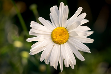 Fototapeta premium White chamomile flower growing over the blurred natural background