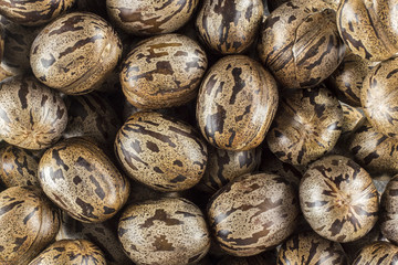 rubber seed close up