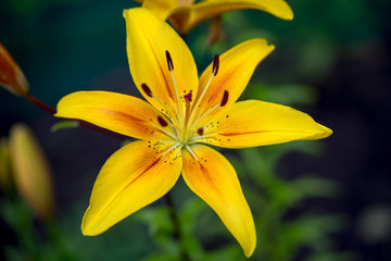 Yellow Lily Flowers in the Garden