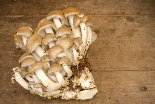 group of king oyster mushroom pleurotus on the wooden background