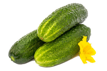 Fresh cucumbers with yellow flower isolated on white