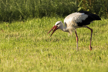 Obraz premium Storch fängt Insekten