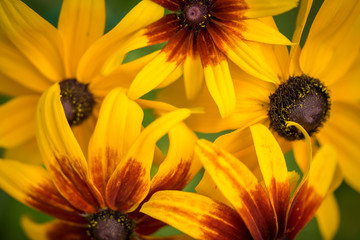 A Black-eyed Susan (Rudbeckia hirta) flowers in the midst of a flower bed.