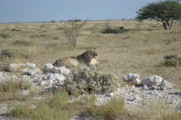 Ein Löwe in Afrika