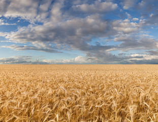 Naklejka premium Ripe wheat field under cloudy sky
