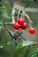 ripe  cherry