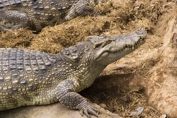 Obraz premium Crocodile is between land and water