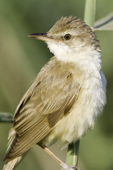 great reed warbler portrait / Acrocephalus arundinaceus