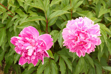 Two pink peonies