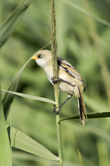 Bearded Reedling (Panurus biarmicus)