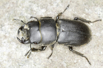 Dorcus parallelipipedus / lesser stag beetle close-up