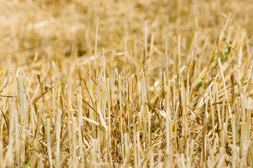 Weizen Ernte im Sommer