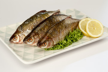 rotauge