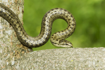 Naklejka na ściany i meble Smooth snake in natural habitat / Coronella austriaca